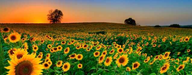 ThinkstockPhotos-536748783-637x250